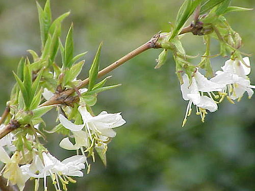 Lonicera fragrantissima